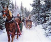 Horse Drawn Sleigh Rides